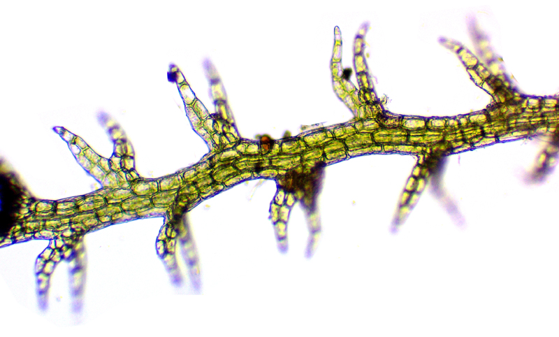Cephaloziella elachista